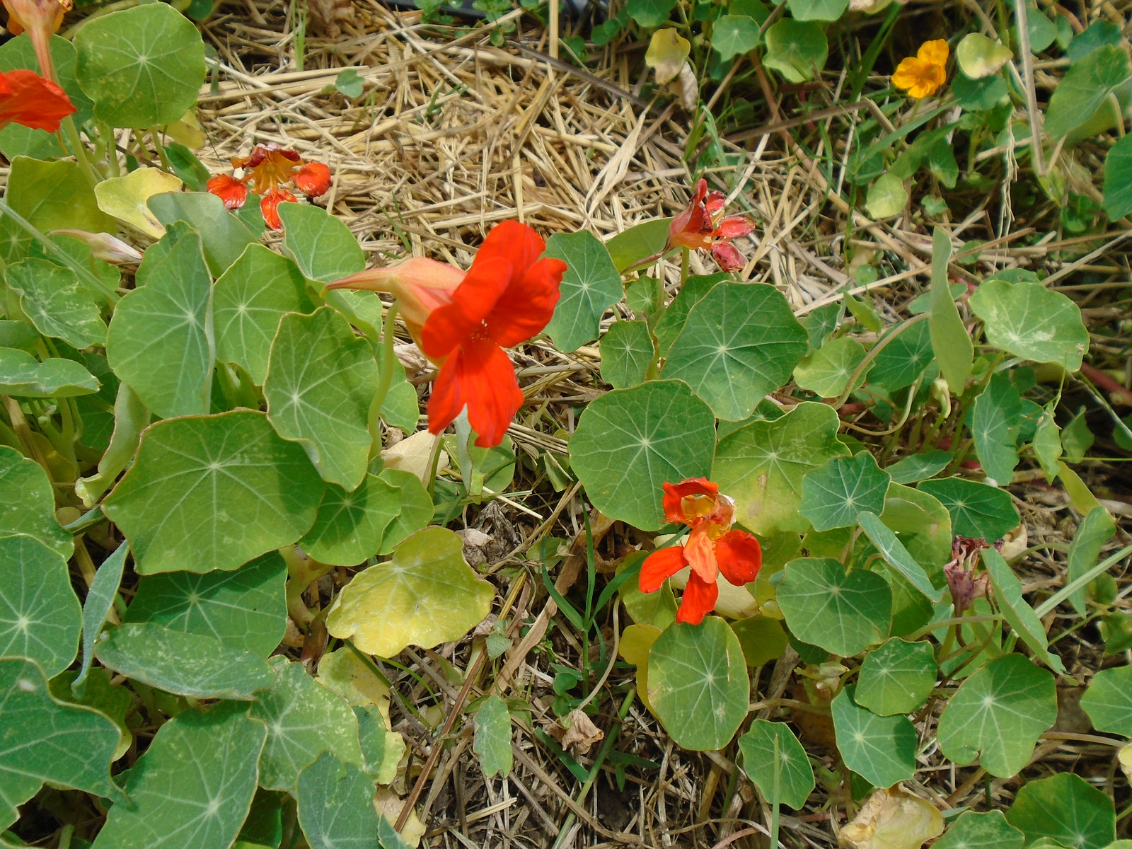 DSC01069 - capuchinha Tropaeolum majus, Tropaeolaceae