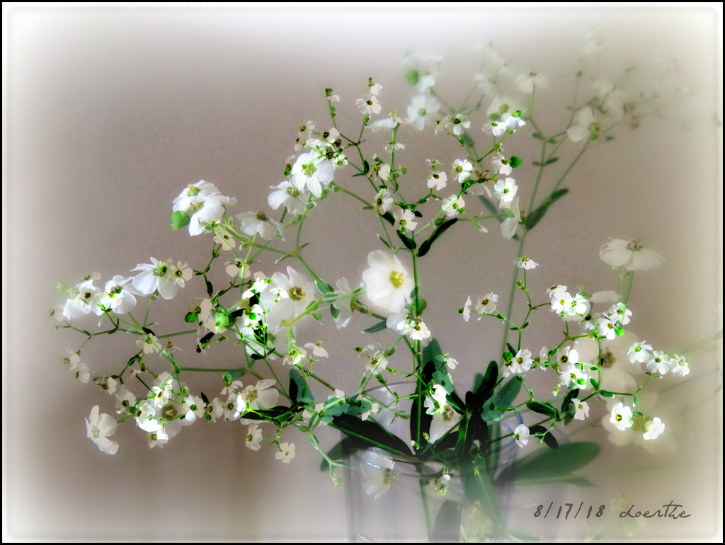 Flowering Spurge
