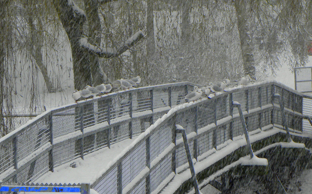 Seagul bridge