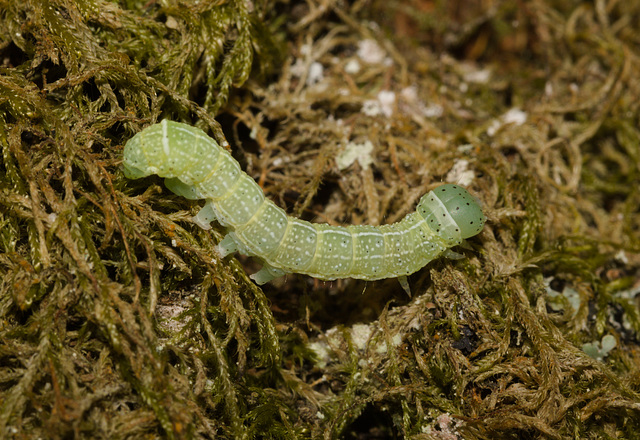 CaterpillarIMG 4726