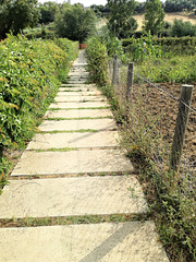 Path between gardens