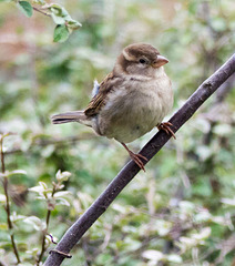 Sparrow (8)
