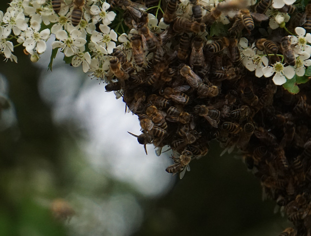 Bienenschwarm