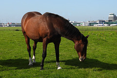 Airfield Horse