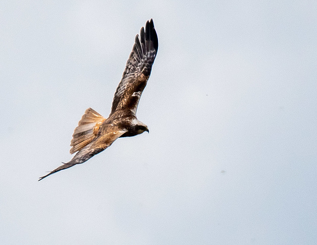 Marsh harrier