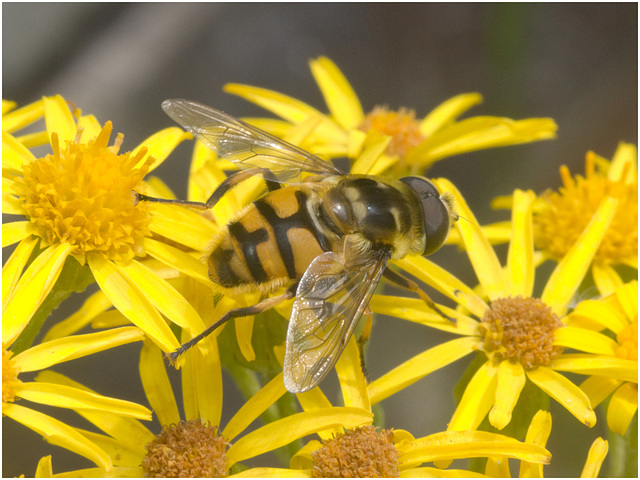 IMG 0511 Hoverflyv2