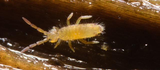 IMG 8903 Springtail