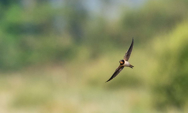 Birds in flight from today.