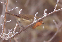 Dans le givre