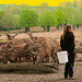 Les cerfs (4)