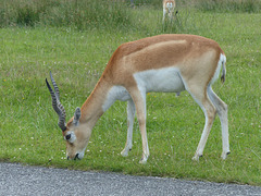 Knowsley Safari Park (13) - 14 July 2015