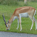 Knowsley Safari Park (13) - 14 July 2015