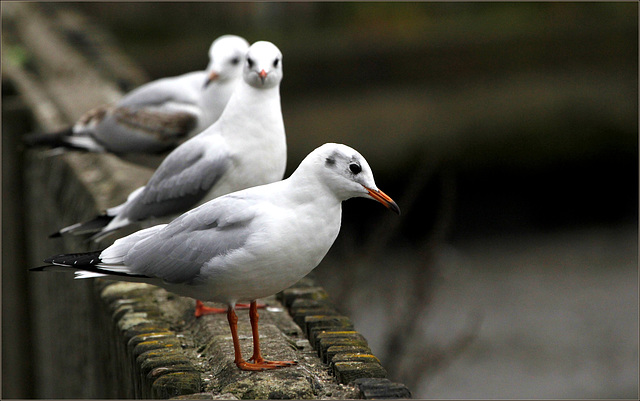 Pas si rieuses, les mouettes ;-)