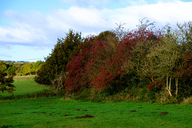 Hedgerow fruits