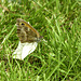 Gatekeeper Butterfly