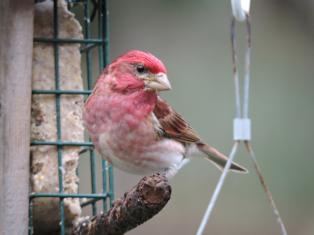 Purple Finch