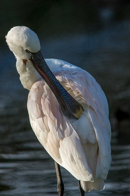 Spoonbill (1)