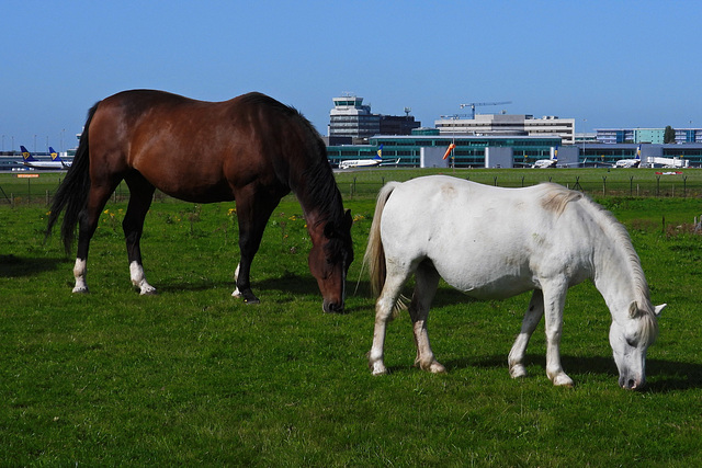 One and a half horsepower