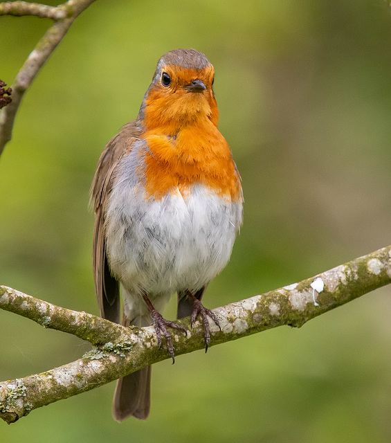 Robin