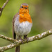 Robin