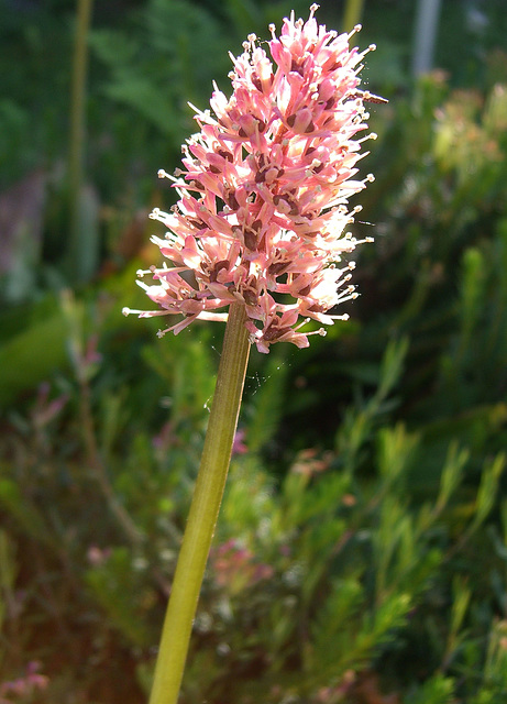 Blüte der Moornelke