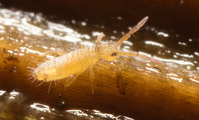 IMG 8906 Springtail