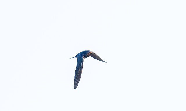 Birds in flight from today.