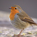 Robin