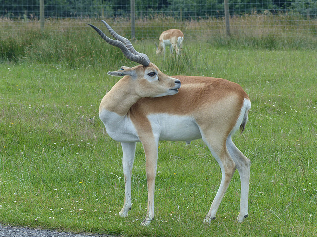 Knowsley Safari Park (14) - 14 July 2015