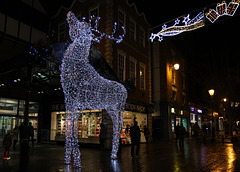 Shrewsbury.  Pride Hill Reindeer