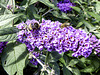 Bees on Buddleia flower
