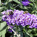 Bees on Buddleia flower