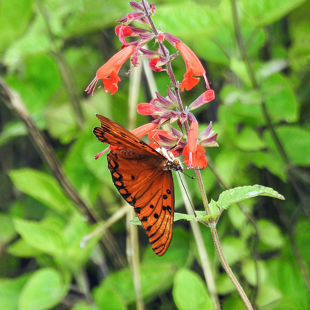 Day 2, Gulf Fritillary, Connie Hagar Cottage Sanctuary