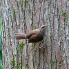 Carolina wren - Thryothorus ludovicianus