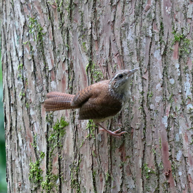 Carolina wren - Thryothorus ludovicianus