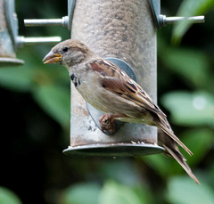 Sparrow (13)