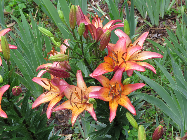 Lilies