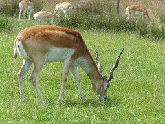 Knowsley Safari Park (15) - 14 July 2015