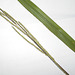 DSCN7075 - Paspalum urvillei, Poaceae