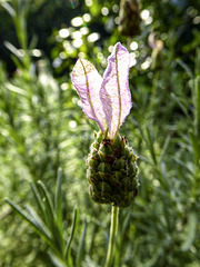 Backlit Lavender flower