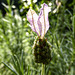 Backlit Lavender flower