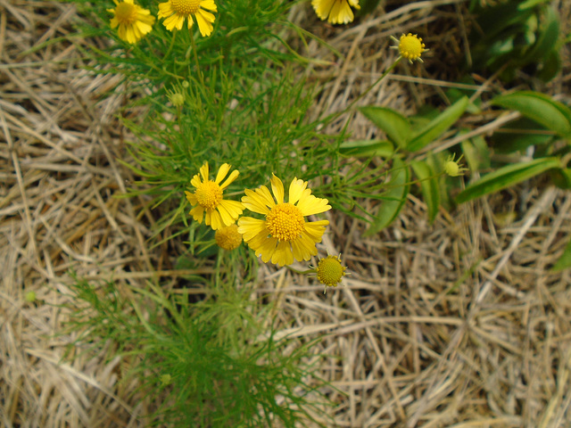 DSC01071 - camomila rauliveira Helenium alternifolium, Asteraceae