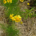 DSC01071 - camomila rauliveira Helenium alternifolium, Asteraceae