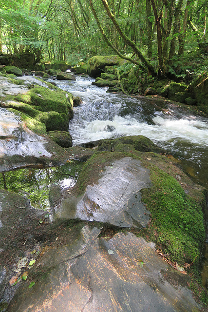 golitha falls (6)