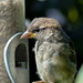 Sparrow (15)