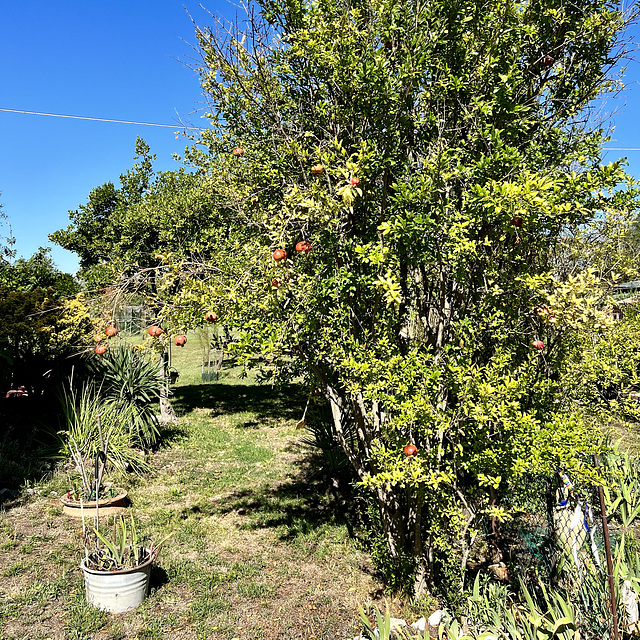 Venice 2022 – Torcello – Pomegranate tree