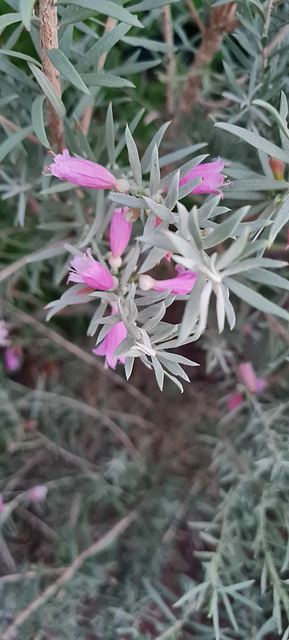 Eremophila from WA