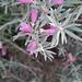 Eremophila from WA