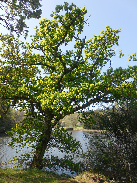 à l'ombre de mon chêne