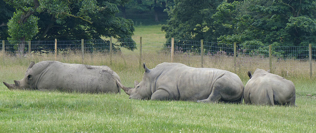 Knowsley Safari Park (16) - 14 July 2015